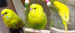 迷い鳥の写真