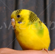 保護鳥の写真