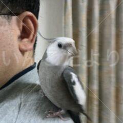 迷い鳥の写真