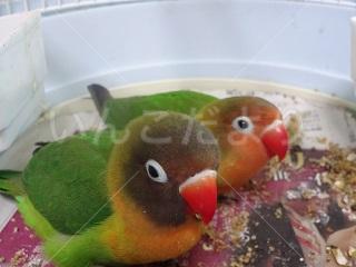 迷い鳥の写真