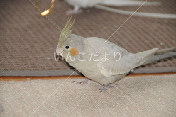 迷い鳥の写真