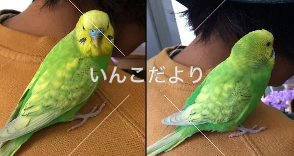 保護鳥の写真