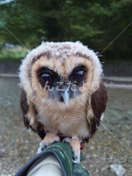 迷い鳥の写真