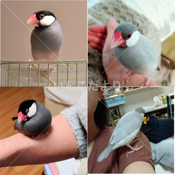迷い鳥の写真