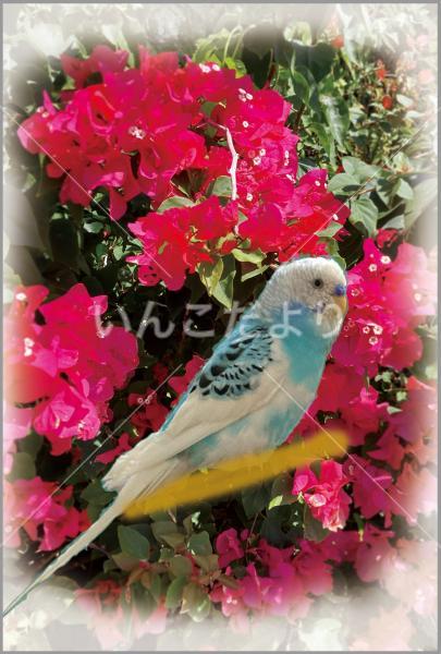 迷い鳥の写真