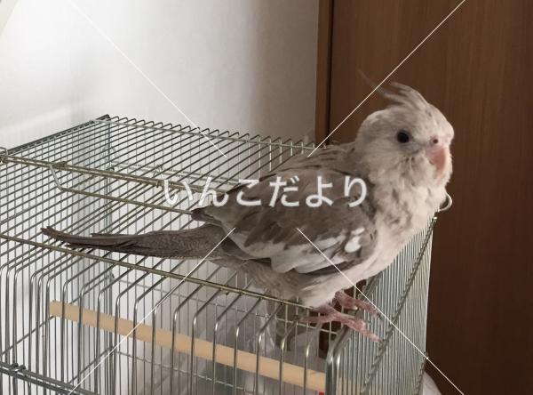 迷い鳥の写真