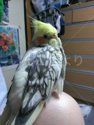 迷い鳥の写真