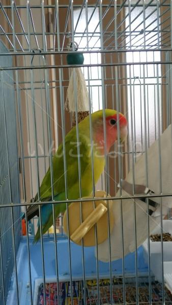 保護鳥の写真