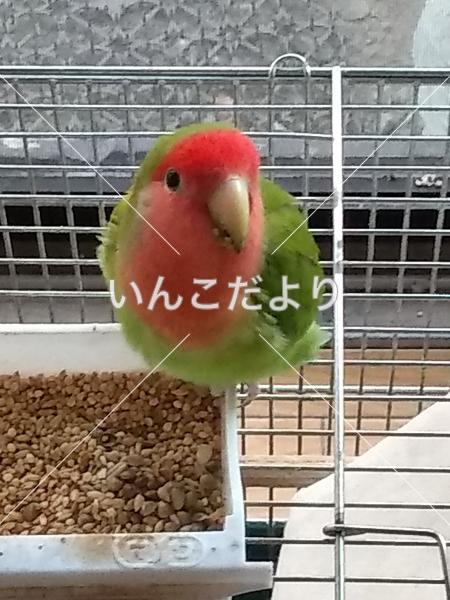 迷い鳥の写真