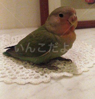 保護鳥の写真