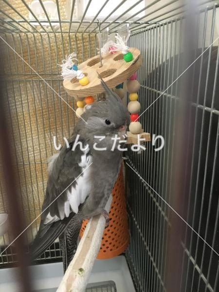 迷い鳥の写真