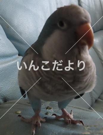 迷い鳥の写真