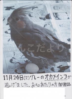 迷い鳥の写真