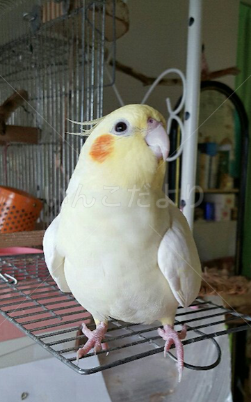 迷い鳥の写真