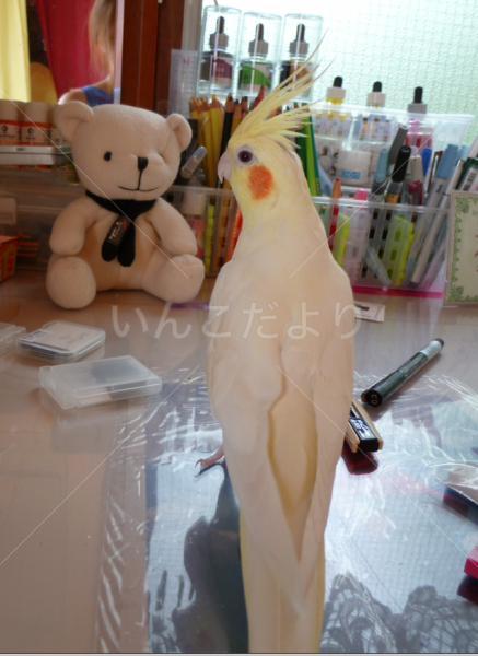 迷い鳥の写真
