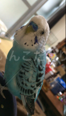 迷い鳥の写真