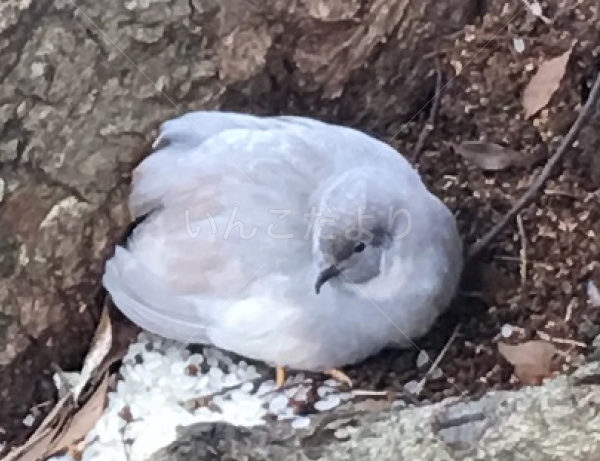保護鳥の写真