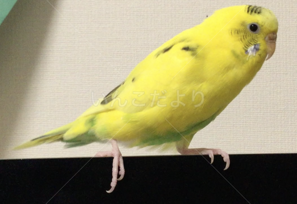 迷い鳥の写真