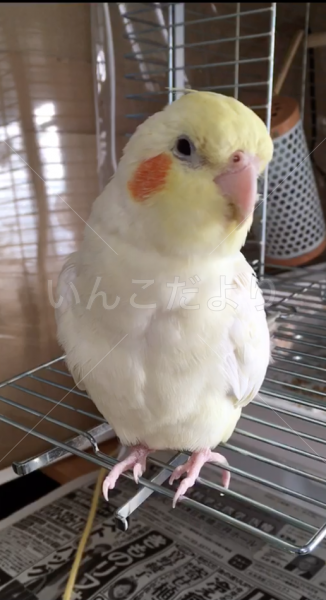 迷い鳥の写真