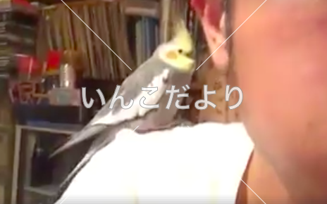 迷い鳥の写真