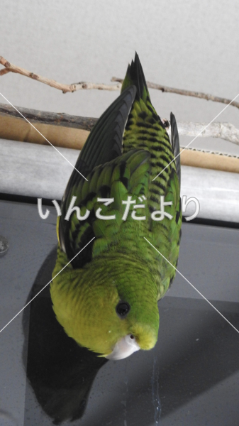 迷い鳥の写真