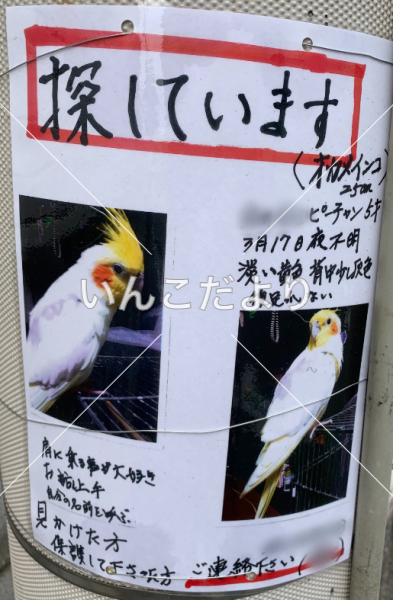 迷い鳥の写真