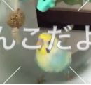 迷い鳥の写真