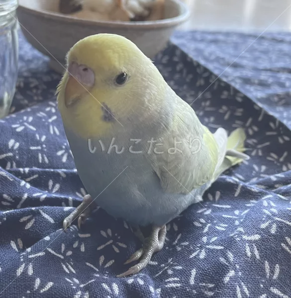 保護鳥の写真