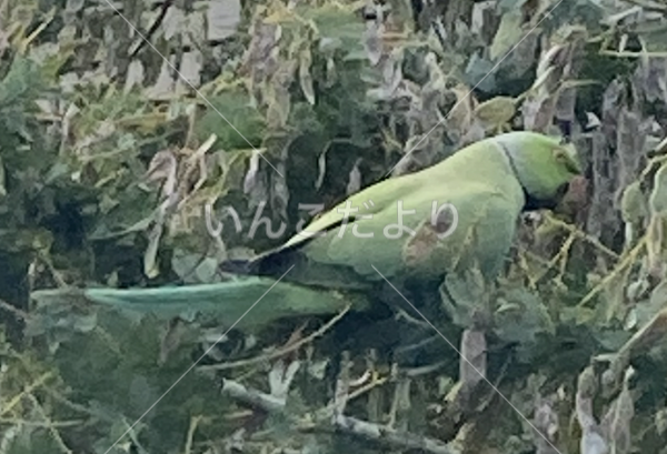 保護鳥の写真