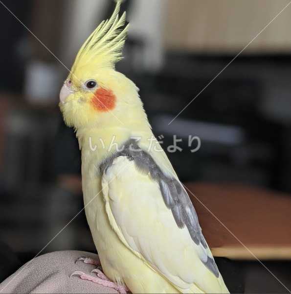 迷い鳥の写真
