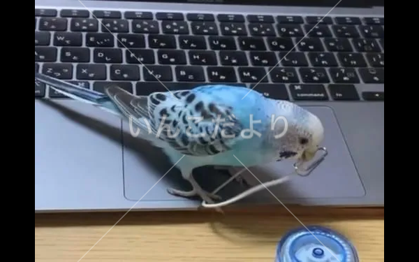 迷い鳥の写真