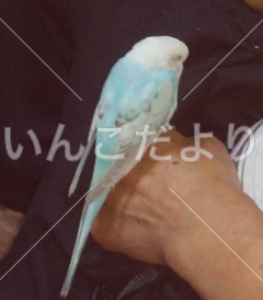 迷い鳥の写真