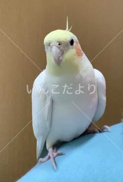 迷い鳥の写真