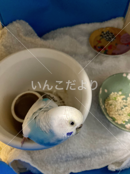 保護鳥の写真