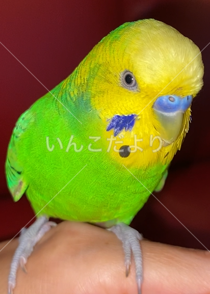 迷い鳥の写真