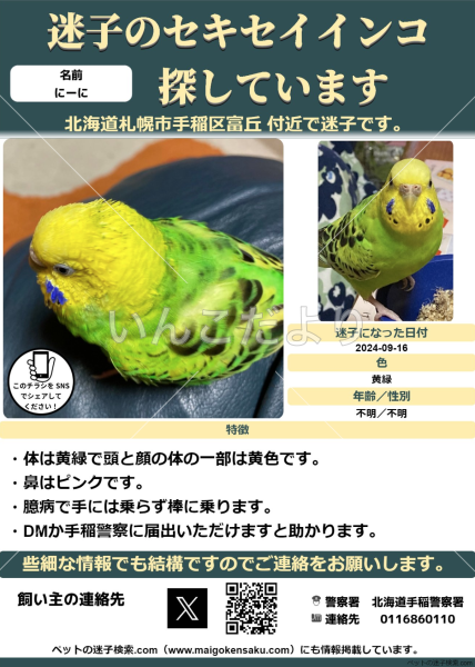 迷い鳥の写真