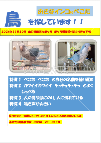 迷い鳥の写真