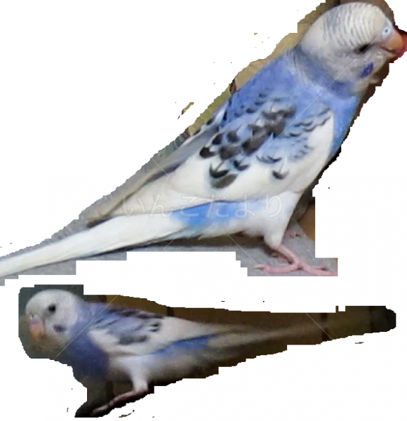 迷い鳥の写真
