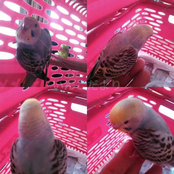 保護鳥の写真