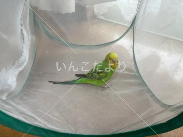 保護鳥の写真