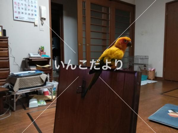 迷い鳥の写真