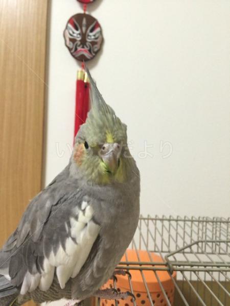 迷い鳥の写真
