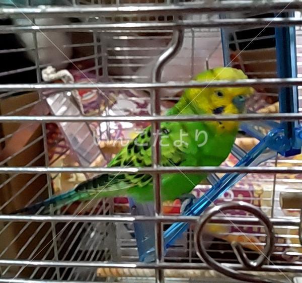 保護鳥の写真
