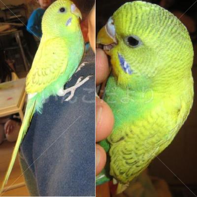 迷い鳥の写真