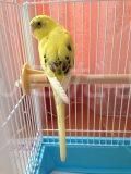 保護鳥の写真