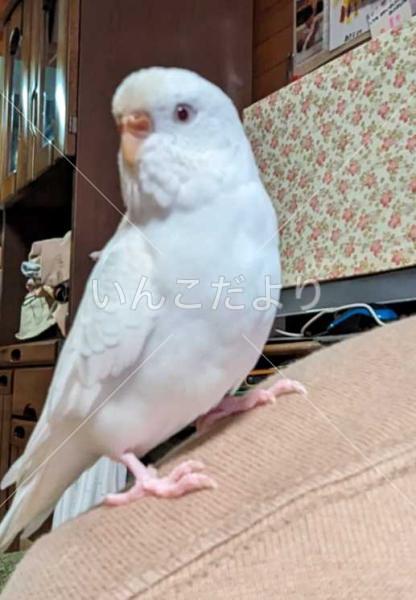 迷い鳥の写真