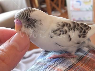 迷い鳥の写真