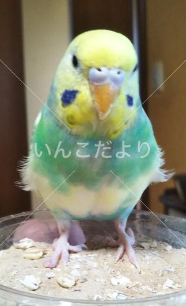 迷い鳥の写真