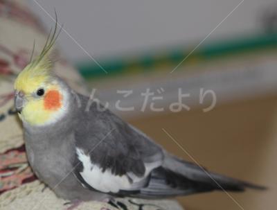 迷い鳥の写真