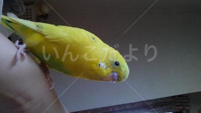 迷い鳥の写真
